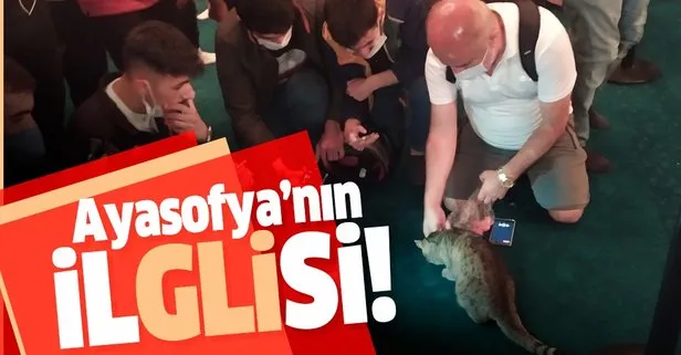 Ayasofya’nın dünyaca ünlü kedisi Gli’ye yoğun ilgi!