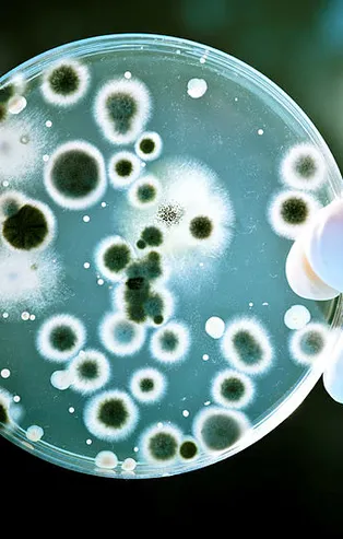 Almanya’da fare virüsü paniği! Hızla yayılıyor