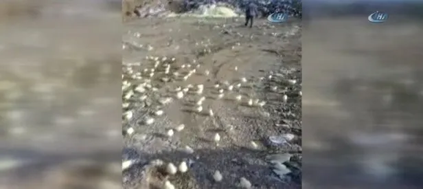 Çöpe atılan yumurtalardan binlerce civciv çıktı