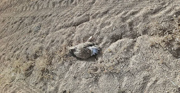 7 yıl sonra Türkiye'de görülen yakalı toy kuşunu avcılar vurdu