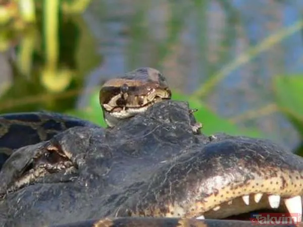 Duvarın içinden gelen seslerden ilallah etti sonunda paramparça etti! Gördükleri karşısında kalbi yerinden çıkacaktı - 42