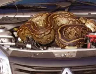 Safaride arabalarına dev piton girdi!