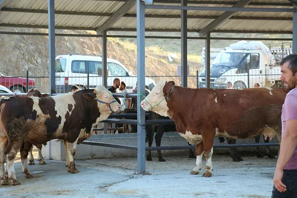 Kurban Bayramı yaklaştı! Şartlar belli oldu! İşte hayvan toplama ve satış yerlerine çalışma izni şartları-6