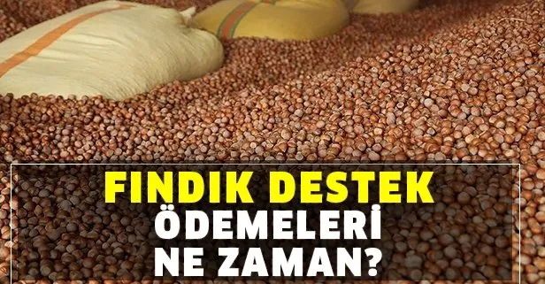 Fındık destek ödemeleri yattı mı? Fındık destek ödemeleri ne zaman hesaplara yatırılacak?