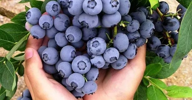 Alzheimer’a yaban mersini