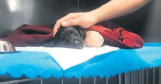 Şikayetçi değiliz!