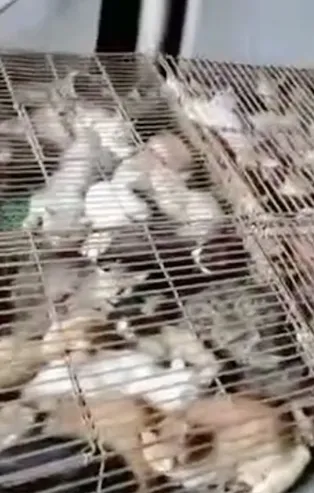 Çin akıllanmak bilmiyor! Yemek için tutulan 700 kedi kurtarıldı