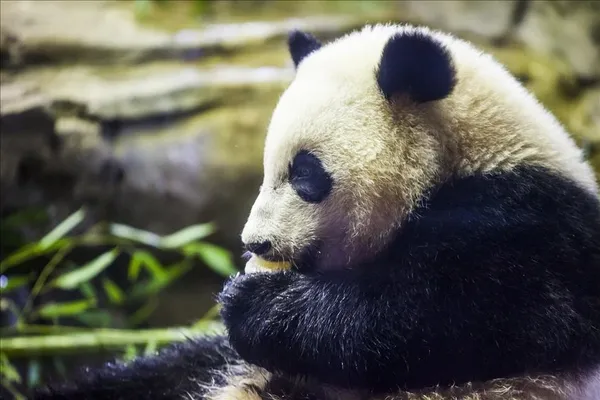 japonyada-erkek-zannedilen-panda-yavrusu-disi-cikti-1608890705848.jpg Japonya'da erkek zannedilen panda yavrusu dişi çıktı-9