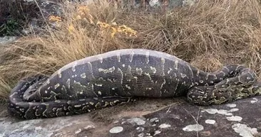 Dev yılanın içinden çıkanları görenler gözlerine inanamadı! Öğle yemeği için yanlış seçim meğer...