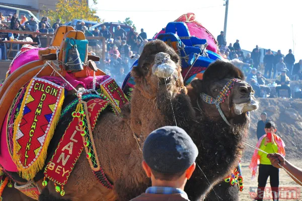 Son anda kurtuldular! Manisa'da deve güreşlerinde ezilme tehlikesi - 18