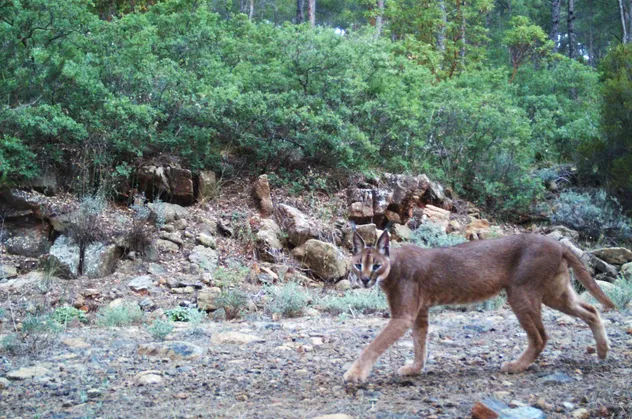 Dünyada bir ilk! İki vahşi kedi Anadolu'da bir arada yaşıyor