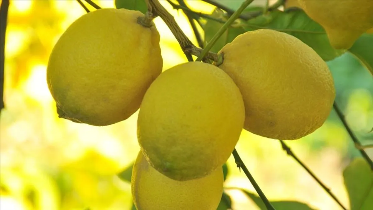 C vitamini deposu limon ile hastalıklara son!