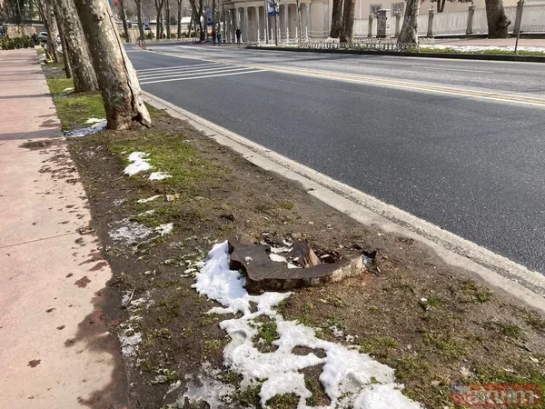 İBB'nin ağaç katliamı karşısında kafasını kuma gömenlere tepki! "Muhalefet keserse ağaçlar hasta, hükümet keserse doğa düşmanı..." - 7