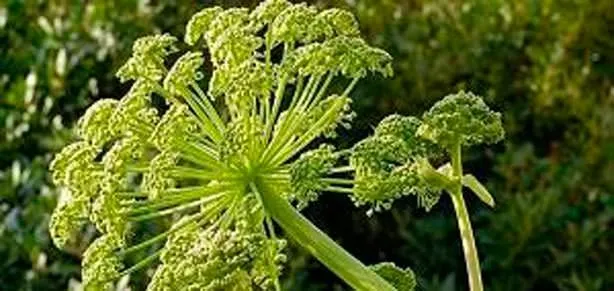 Melek otu astıma iyi gelir