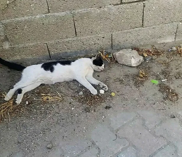 vicdansizlik-canakkalede-cok-sayida-kedi-zehirlenerek-olduruldu-1633642746439.jpeg