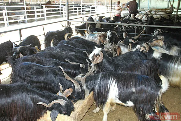 Diyanet, LÖSEV, KIZILAY, İHH, Mehmetçik Vakfı kurban bağış bedeli 2023! Kurban bağış bedeli ne kadar, kaç TL? Vakıflara nasıl bağış yapabilirim? - 5