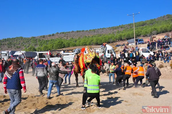 Son anda kurtuldular! Manisa'da deve güreşlerinde ezilme tehlikesi - 22