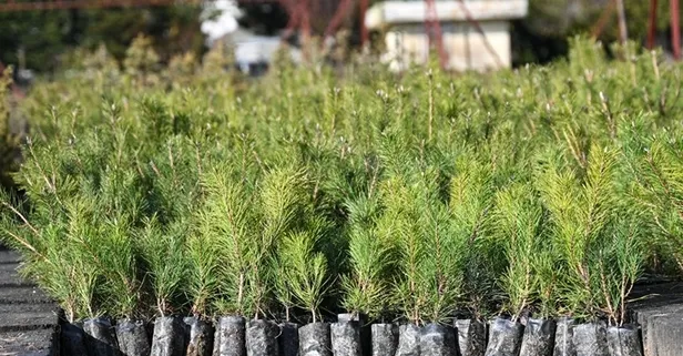 11 kasım ne günü? Milli Ağaçlandırma Günü önemi nedir, ne zaman ilan edildi?