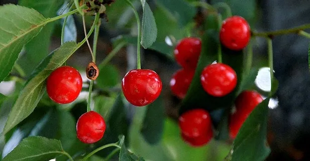 Diyabeti iyileştirir, hafızayı güçlendirir: İşte her derde deva vişnenin faydaları nelerdir?