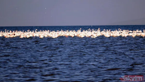 Bir zamanlar Van Denizi'ydi! Sular çekildi tarım alanı oldu - 6