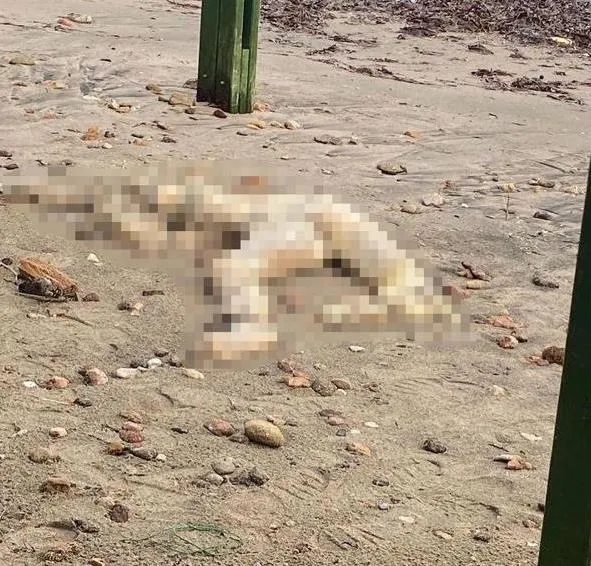 sahilde-korkunc-manzara-gorenler-gozlerine-inanamadi-basi-olmayan-erkek-cesedi-bulundu-1704659526316.jpeg Sahilde korkunç manzara! Görenler gözlerine inanamadı: Başı olmayan erkek cesedi bulundu-3