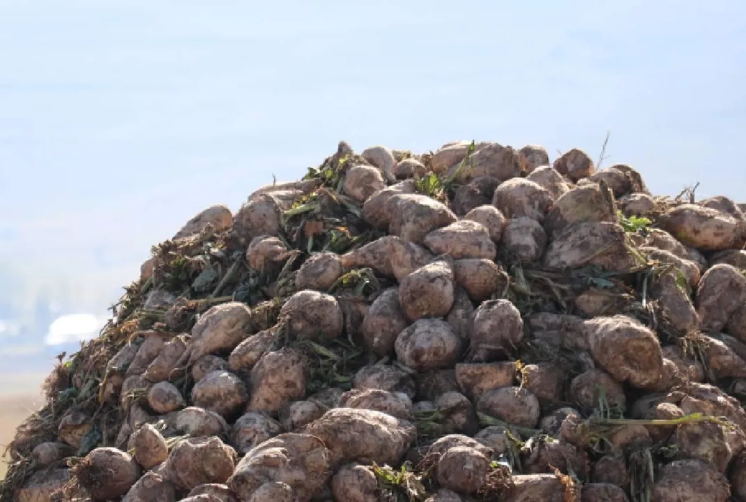 Erzurum’da pancar ekimi yüzde 35 arttı