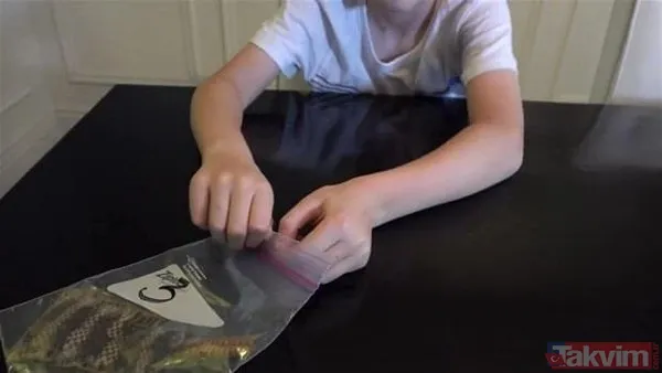 Çıngıraklı yılanın kuyruğundan çıkanlar görenleri şoke etti! Sonrasında ise... - 11