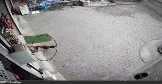 Hırsız horoz! Bakkalın önündeki kutudan cips çaldı... O anlar kamerada