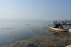 İzmir Körfezi'ni yosun tuttu