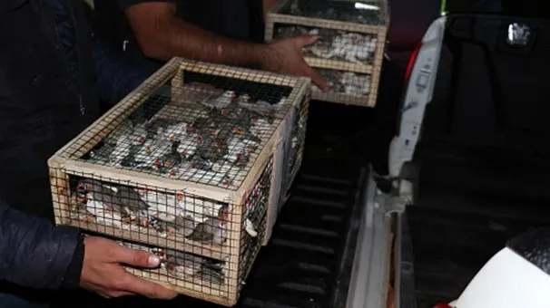 Kilis'te ele geçirildi! Tam 500 adet-1