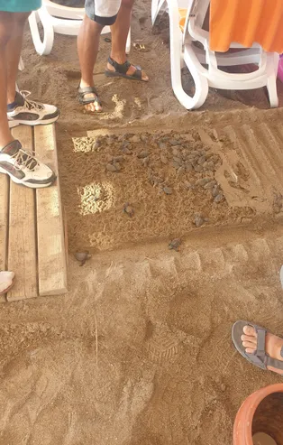 Antalya'da caretta carettaların sahilinde 5 yıldızlı katliam! 3 kurum soruşturma başlattı