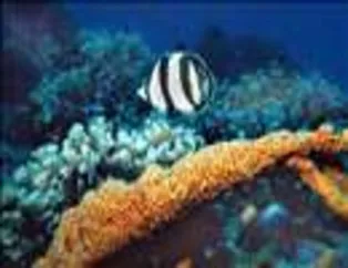 Su altının ilginç canlıları-1