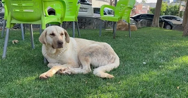 Lütfü Seray kuduz köpek saldırması sonucu ölmüştü! Çarpıcı detayı arkadaşları açıkladı: Meğer o köpek…
