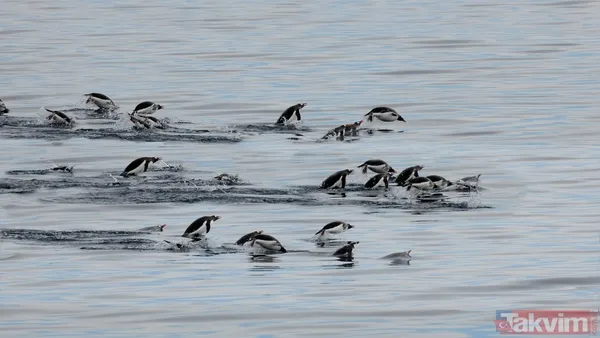 Son bakışı herkesi hüngür hüngür ağlattı! İşte başına buyruk nihilist penguenin hikayesi - 9