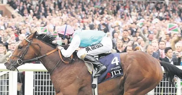 Yaşayan efsane İngiliz safkan Frankel