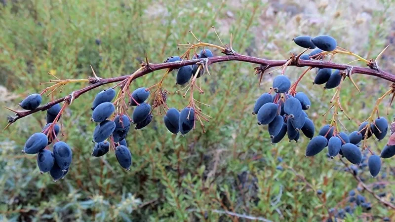Sadece Sivas'ta bulunan mucize bitki! Türkiye'de kıymeti bilinmiyor! Ruslar gördüğü yerde kapışıyor-5