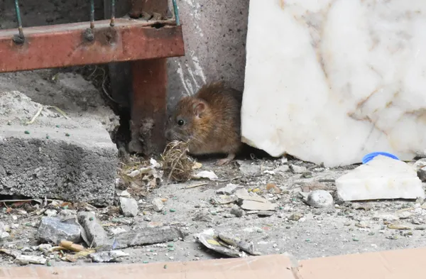 sivasta-is-haninin-icindeki-kullanilmayan-dukkani-fareler-basti-esnaf-isyan-etti-1652091811505.jpg Sivas'ta iş hanının içindeki kullanılmayan dükkanı fareler bastı! Esnaf isyan etti-6