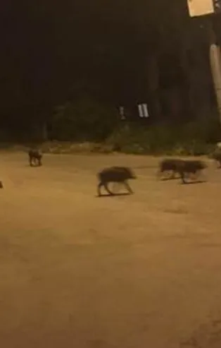 Kuşadası’nda domuz sürüsü şehre indi!