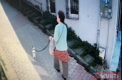 Kağıthane’de köpeğini parka götüren kadın dehşeti yaşadı! Pitbull saldırısı kamerada