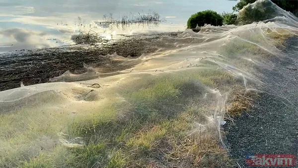 Koronavirüs fare istilasından sonra şimdi de örümcek istilası! Avustralya'da her yeri örümcek ağları kapladı - 16