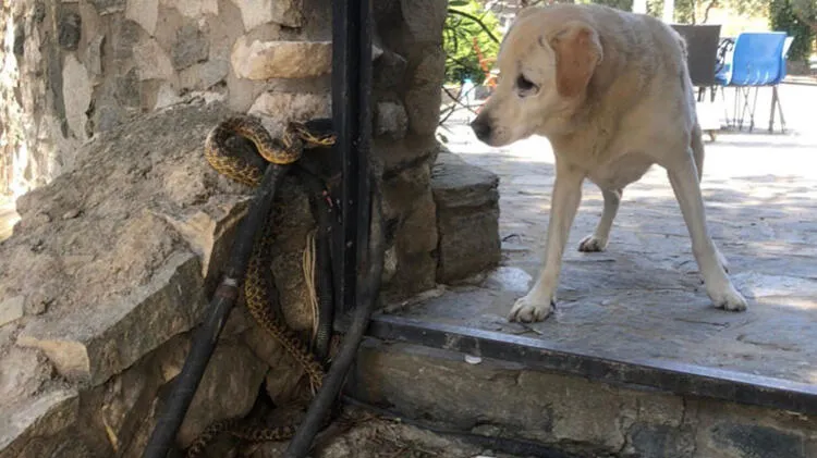 Yılanlar ile ilgili şoke eden bilgi! Bu saatte çıkan yılanlar yüzde 99 zehirli! - 2