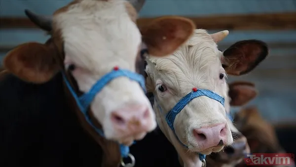 KURBANLIK FİYATLARI DİYANET 2025 | Koç, keçi, koyun, dana küçükbaş ve büyükbaş kurbanlık fiyatları ne kadar, kaç TL? - 8