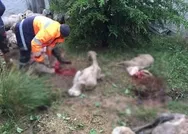 SON DAKİKA: Ankarada sele kapılan 64 koyun telef oldu