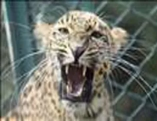 Muhteşem kareler - 86