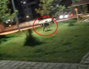 Şehir merkezine indi! Ailelere çağrı yapıldı