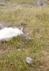 İzmir Bergama’da keçilerin toplum ölümü! 10 keçi belediye arıtma tesisinden içtiği sudan zehirlendi, can çekişerek öldü!