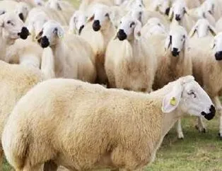 2020 yılı için genç çiftçilere 300 koyun hibesi var mı?