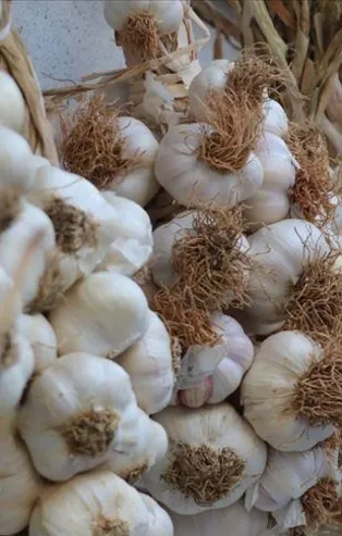 Görevimiz sarımsak