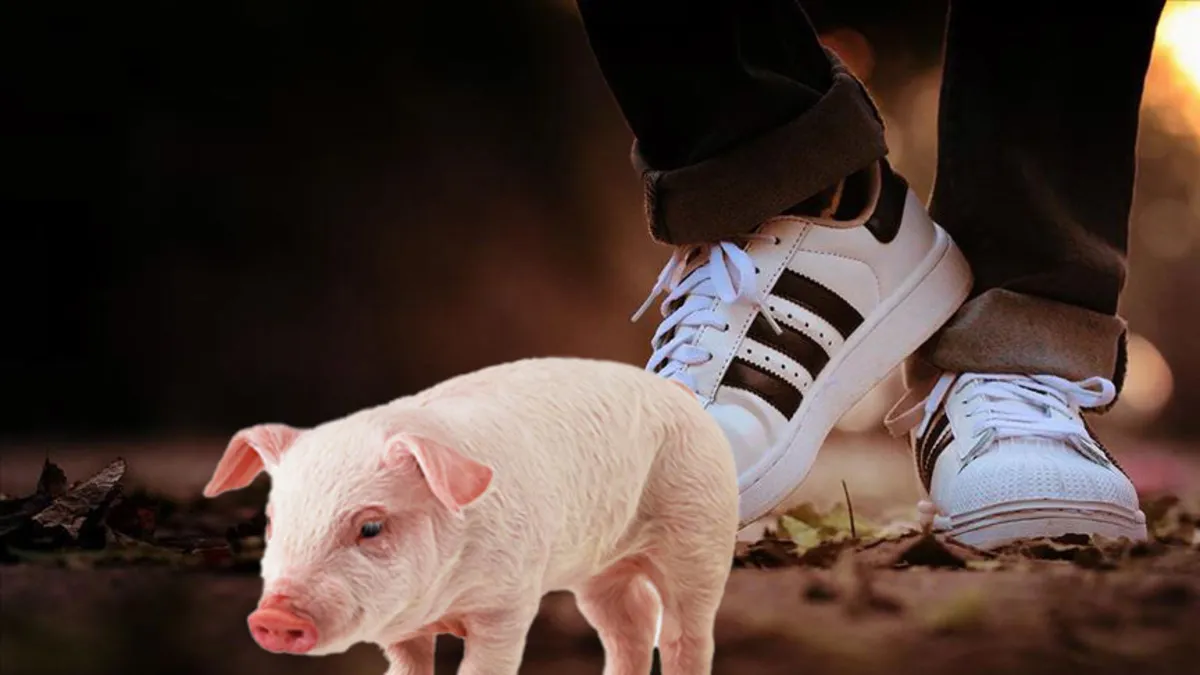 Adidas'a "domuz" derisi cezası! İşte o model