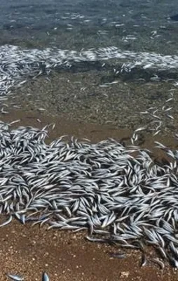 Bozcaada’da yüzlerce balık sahile vurdu